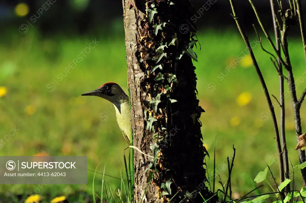 Green woodpecker hiding behind a tree Burgundy France