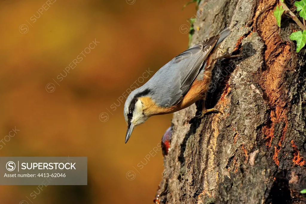 Wood Nuthatch on the trunk of an old cherry Burgundy France