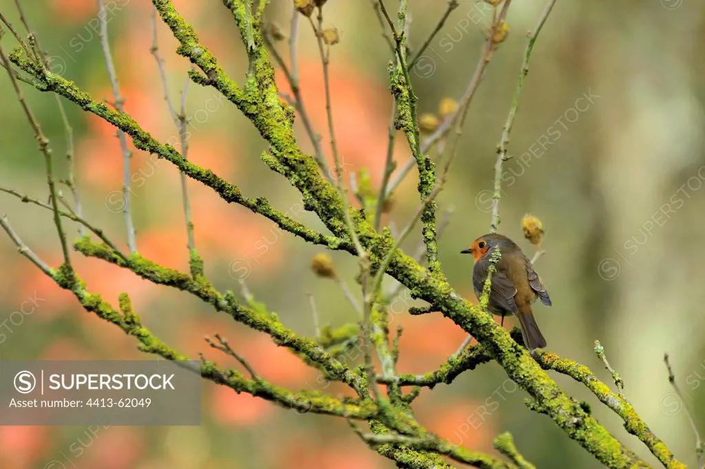 Tenerife Robin on branch in autumn France