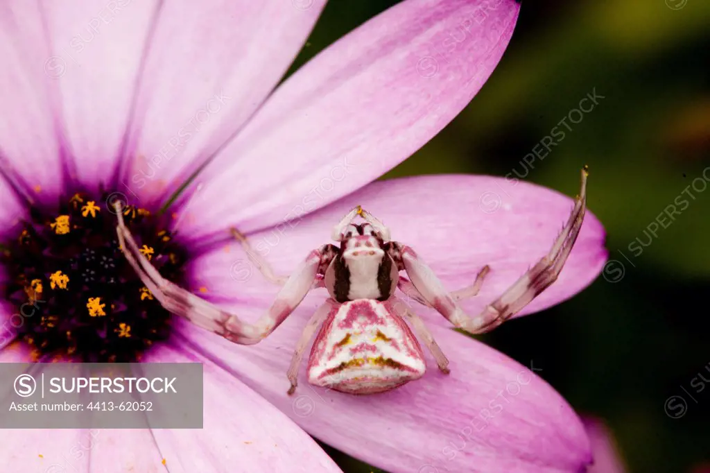 Portrait of a Crab Spider on a flower France