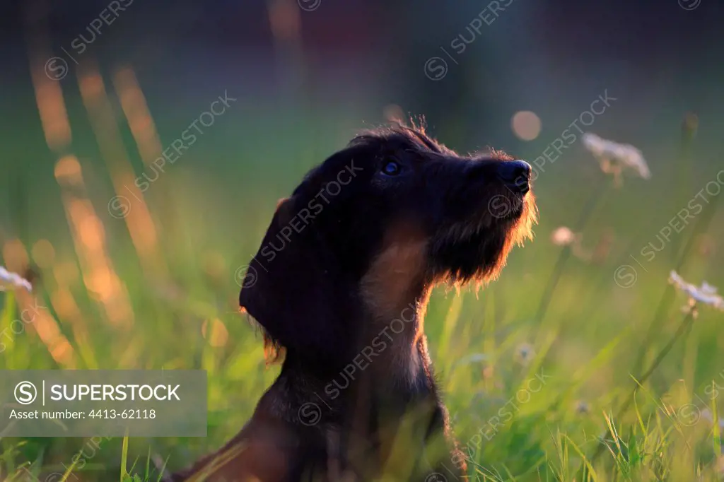 Wire-haired Dachshund puppy seated and attentive France