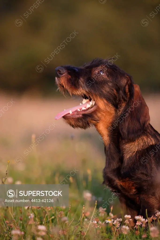 Wire-haired Dachshund puppy seated & attentive in a meadow