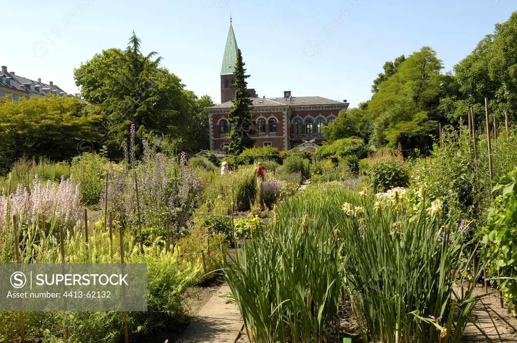 Exhibition of perennial plants Botanical garden Copenhagen