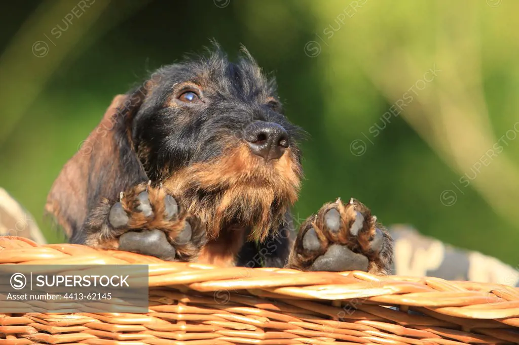 Wire-haired Dachshund puppy in a wicker basket in a garden