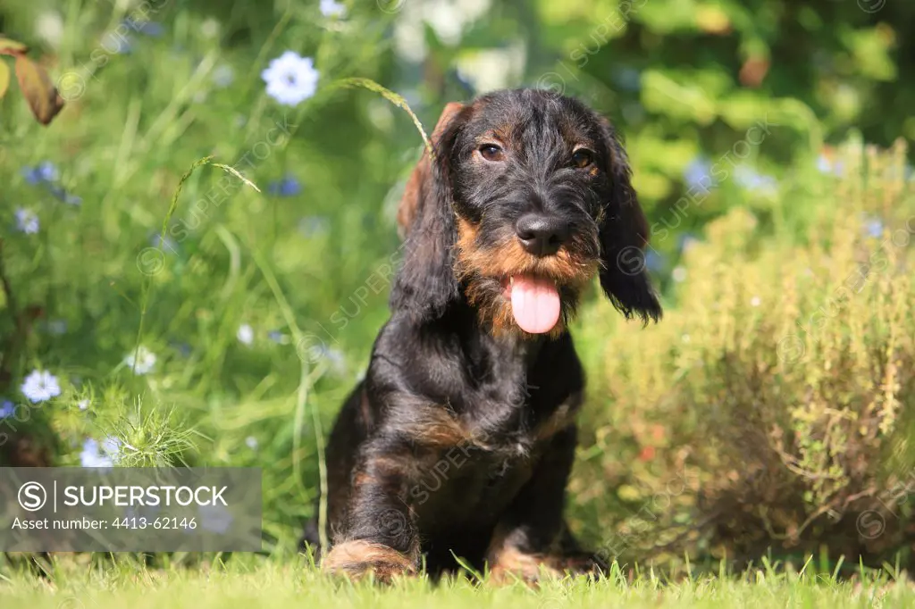 Wire-haired Dachshund puppy in a garden France