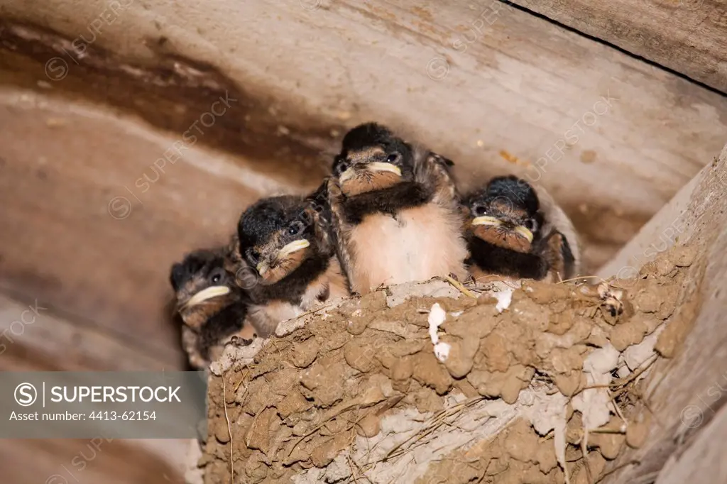 Young Barn swallows in their nest Ré Island France