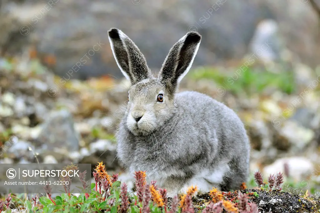 Arctic Hare lying in tundra Somerset Island NunavutCanada