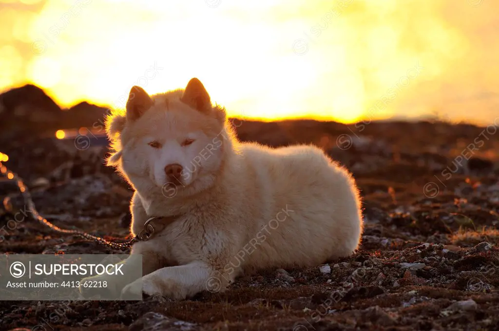 Eskimo dog lying on the shore Somerset Island Canada