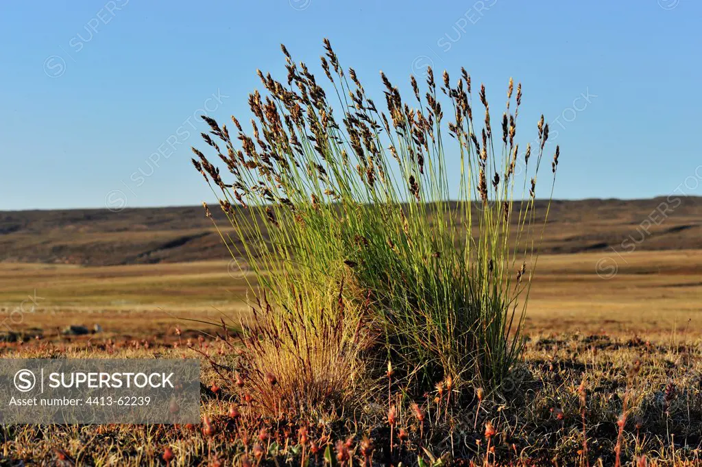 Grasses of tundra Somerset Island Nunavut Canada