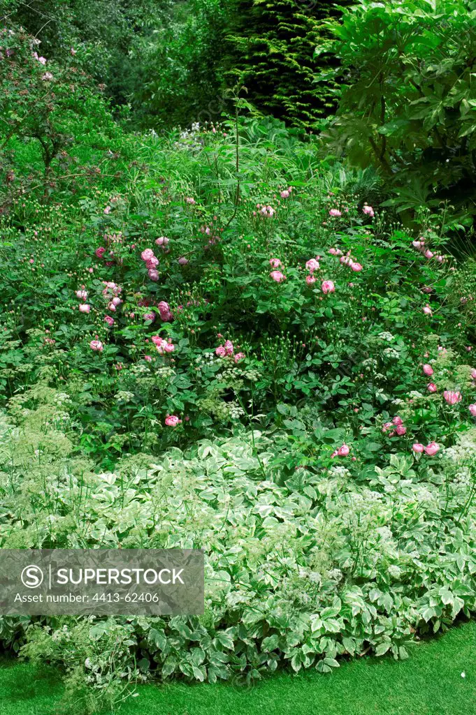 Lady's mantle and rose-tree in bloom in a garden