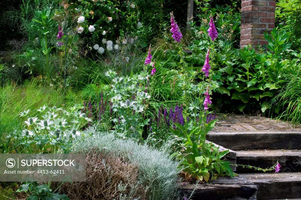 Perrenials flowering steps in a garden