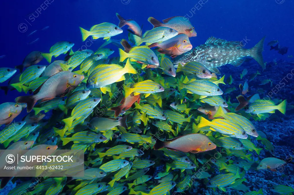 Common Bluestripe Snappers and Humpback red Snappers