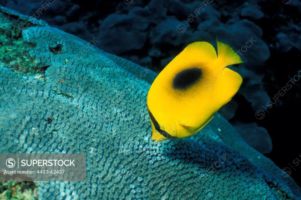 Mirror Butterflyfish grazing a Coral Malaysia