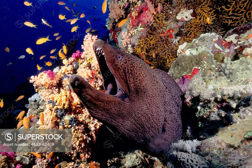 Giant Moray emerging from a coral reef Red Sea