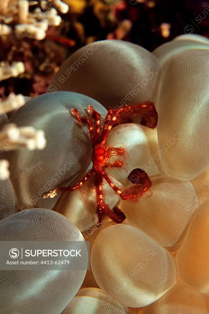 Orang-utan Crab in a Bubble Coral Maluku Sea