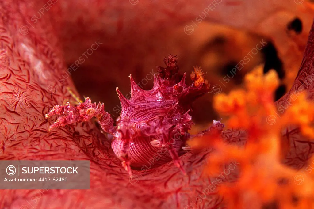 Soft Coral Crab in a Soft Coral Maluku Sea Indonesia