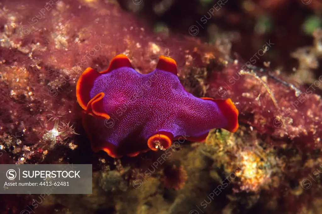 Colorful Polyclad Flatworm moving on a Hard Coral Indonesia