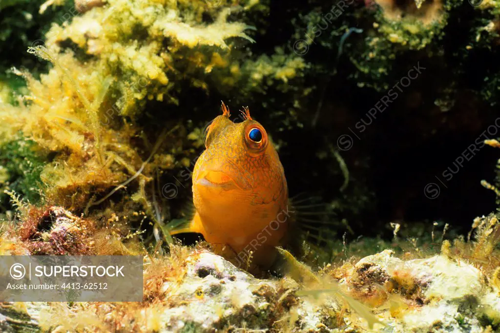 Blenny in its hole in Mediterranean Sea