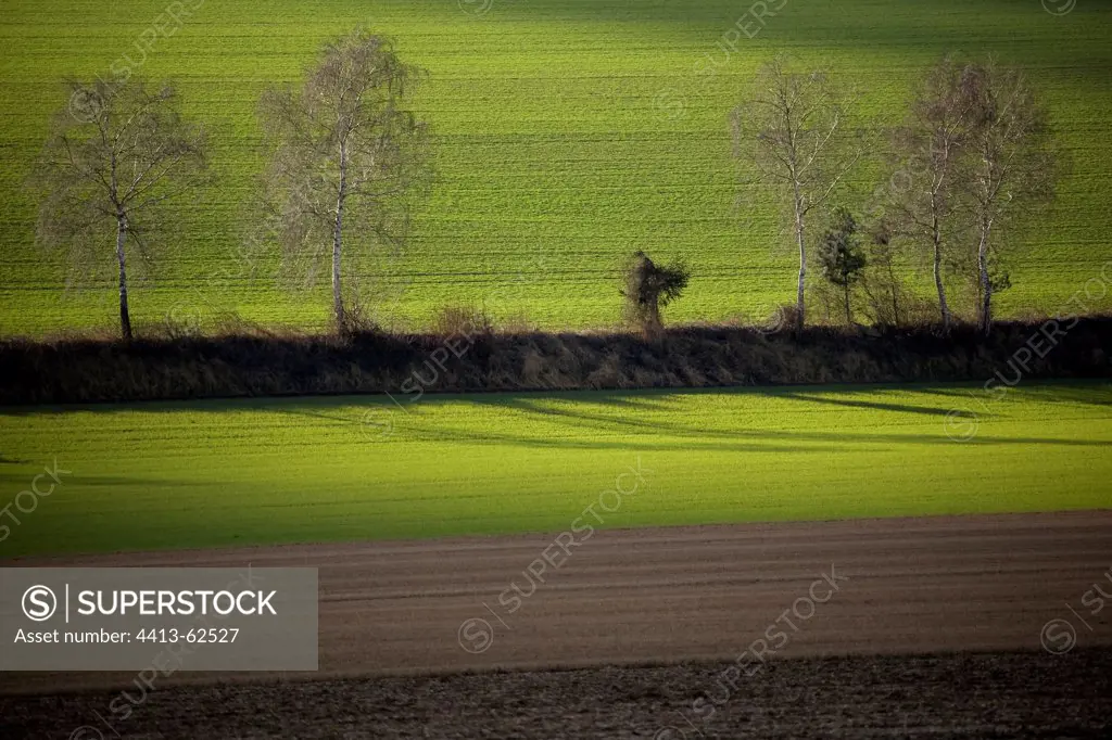 Tree hedge and its shadow on a field Marne France