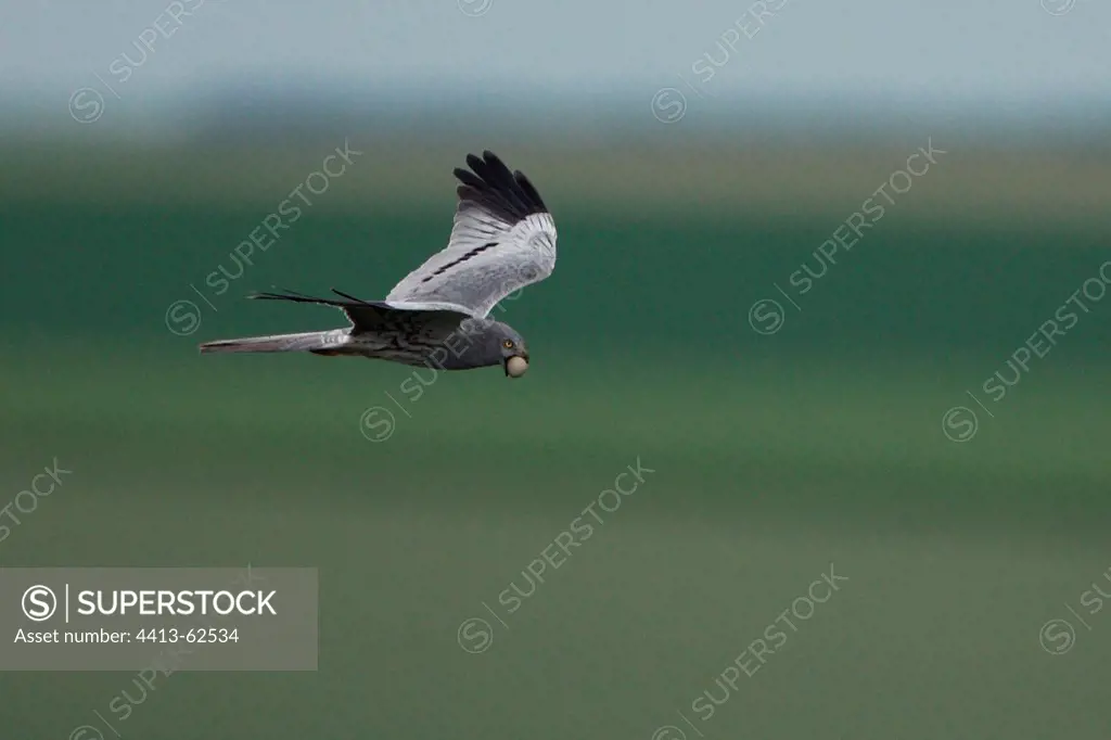 Male Montagu's Harrier flying with an egg in the beak France