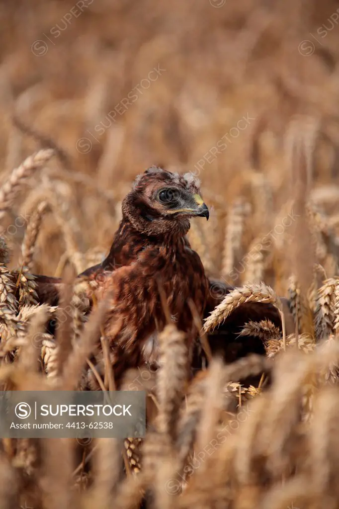 Young Hen Harrier in a field Marne France