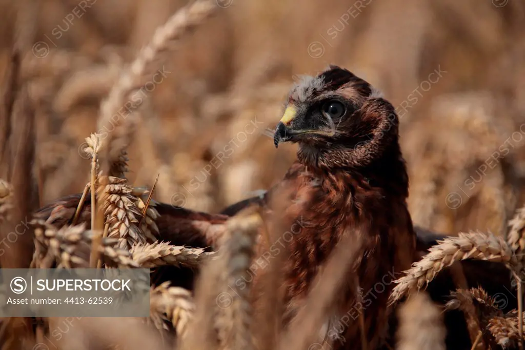 Young Hen Harrier in a field Marne France