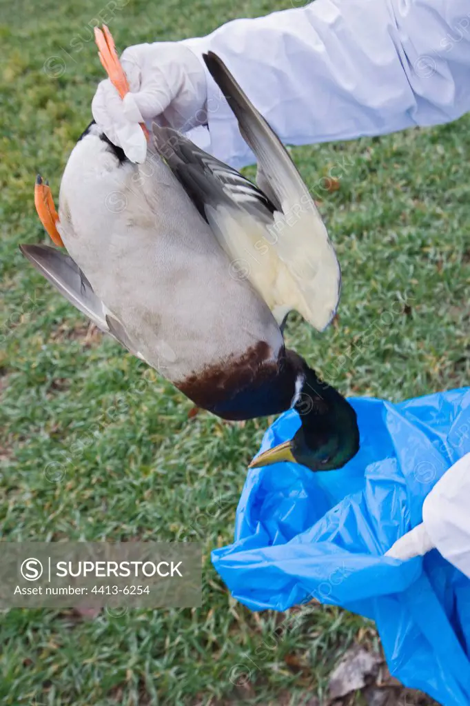 Bagging of a dead wild duck France