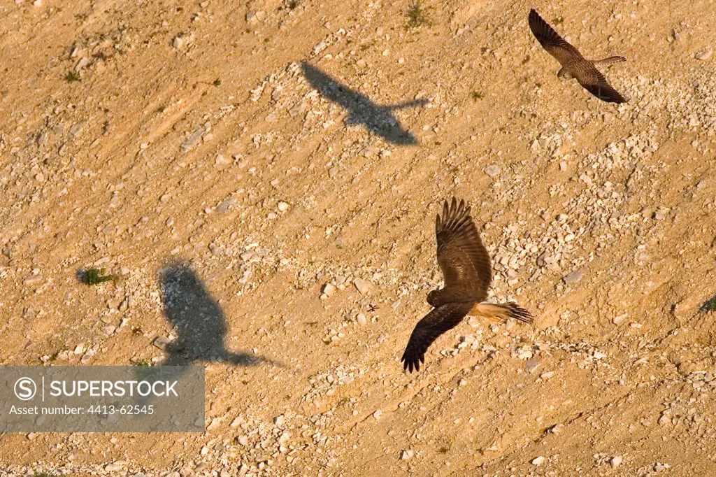 Hen Harriers flying and their shadow on the ground France