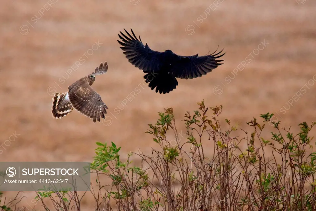Hen Harrier chasing out a crow Marne France