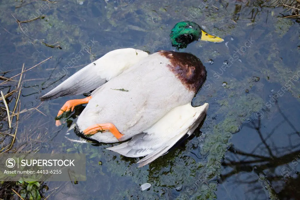 Dead wild duck in a stream France
