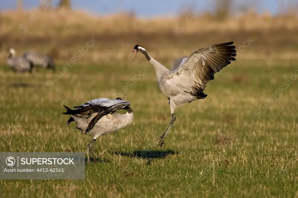 Pair of Common Cranes in courtship behaviour Marne France