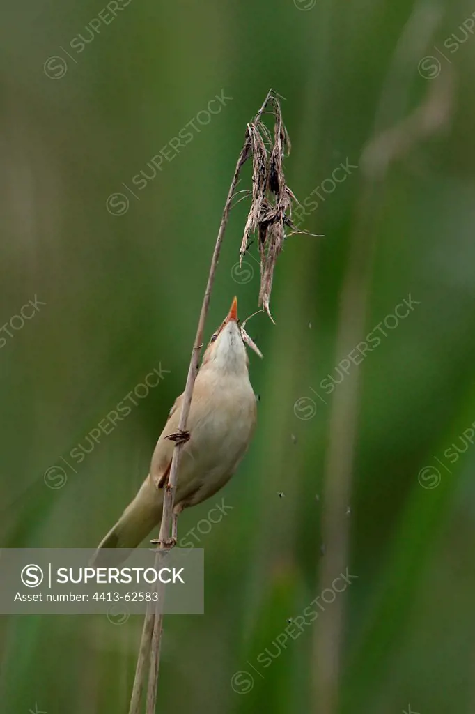 Reed Warbler on a reed Marne France