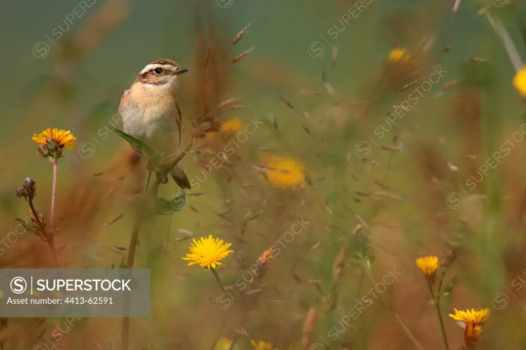 Whinchat on a stem Marne France