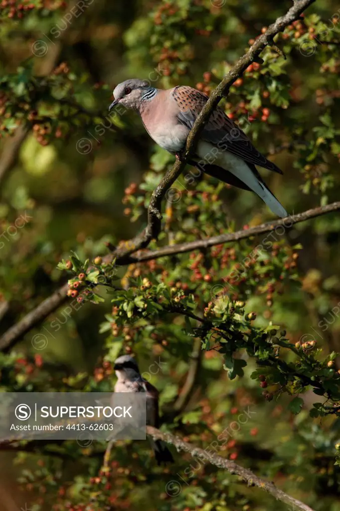 European Turtle Dove on a branch Marne France