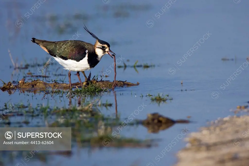 Northern Lapwing catching a worm Marne France