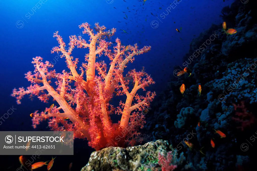 Colorful Soft Coral on a coral reef in the Red Sea Egypt