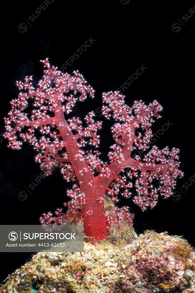 Colorful Soft Coral on a coral reef in the Red Sea Egypt