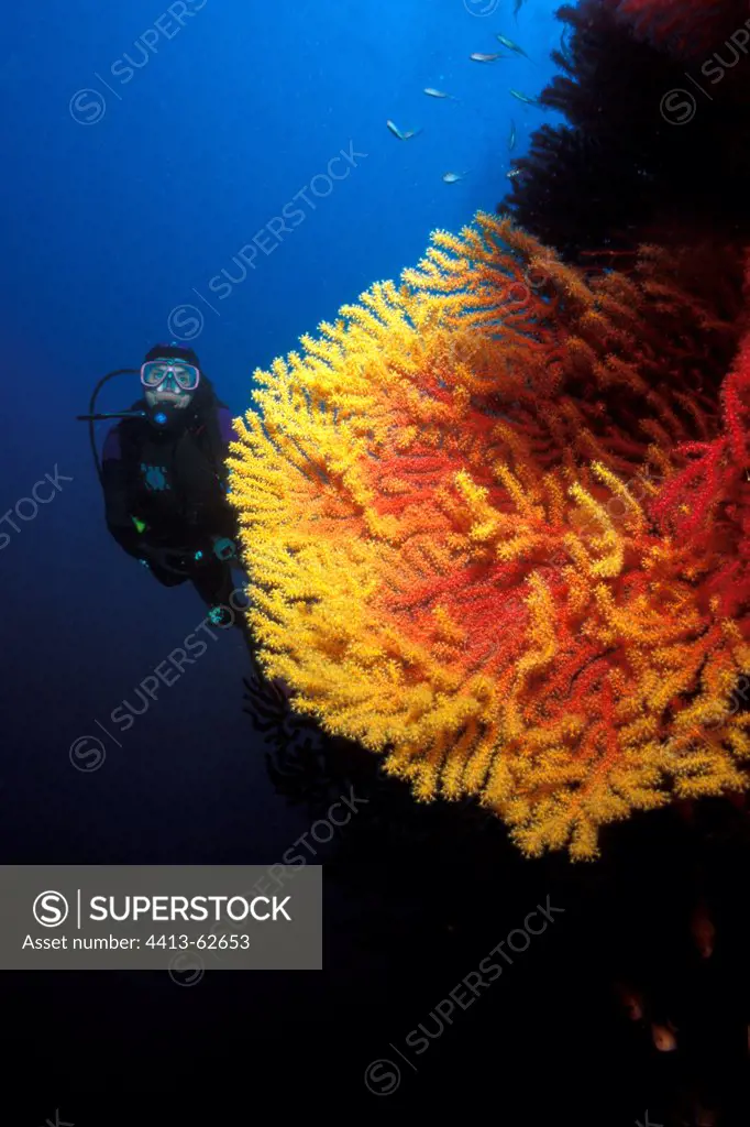 Diver in front of a bicolour Red Gorgon Mediterranean Sea