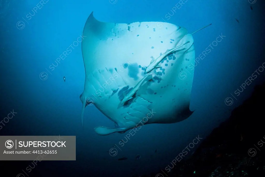 Giant Manta swimming in open water in the Maldives