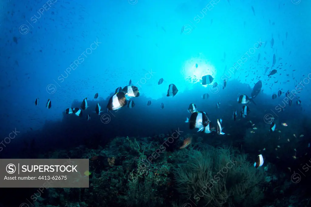 School of Butterflyfishes swimming in the Maldives