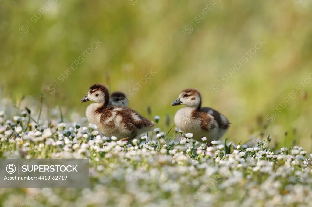 Young Egyptian Geese in the middle of daisies in bloom