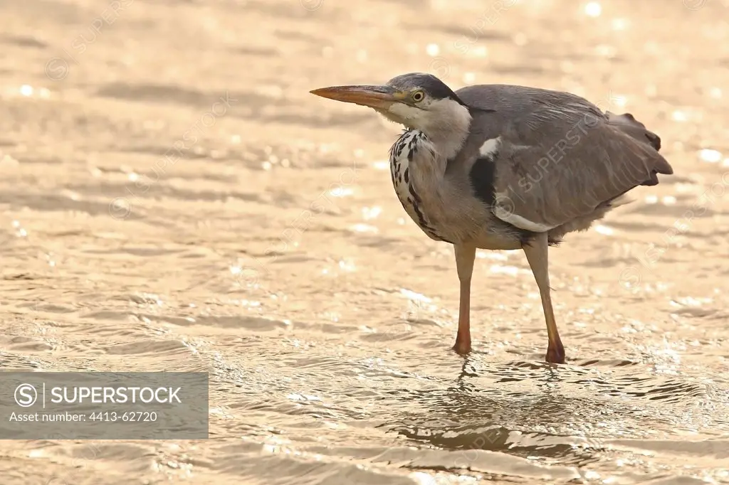 Grey Heron with paws in water Camargue France