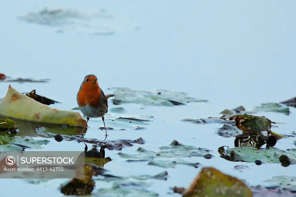Eurasian Robin with paws in water Le Teich France