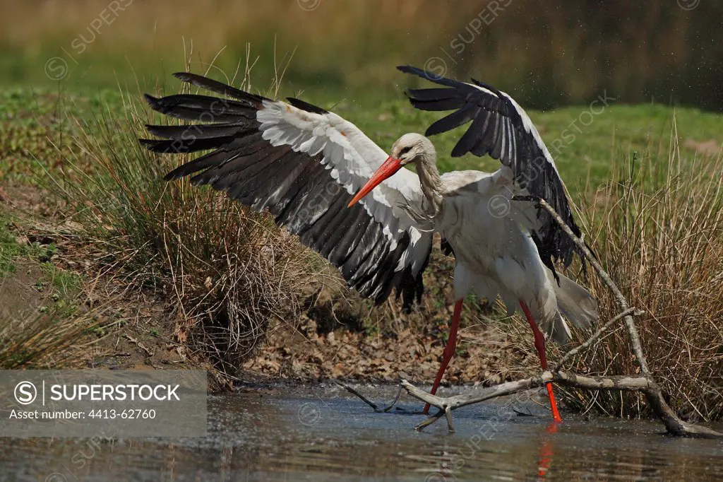White Stork stretching its wings Le Teich France