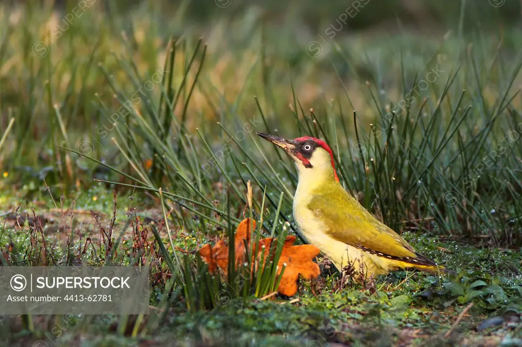 Green Woodpecker on the ground Le Teich France