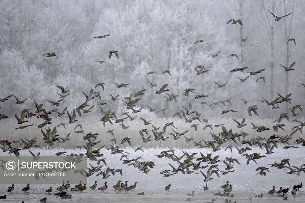 Wild ducks flying away in winter Dombes France