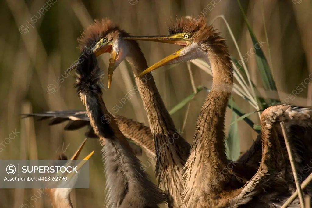 Feeding of young Purple Herons Dombes france