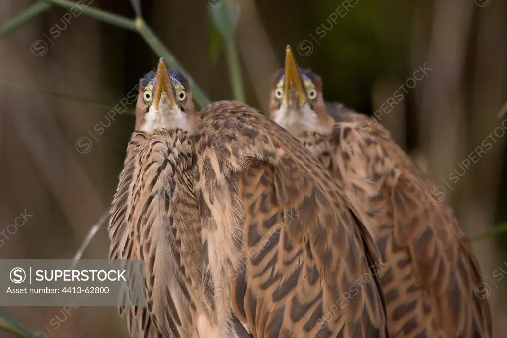 Portrait of young Purple Herons Dombes France
