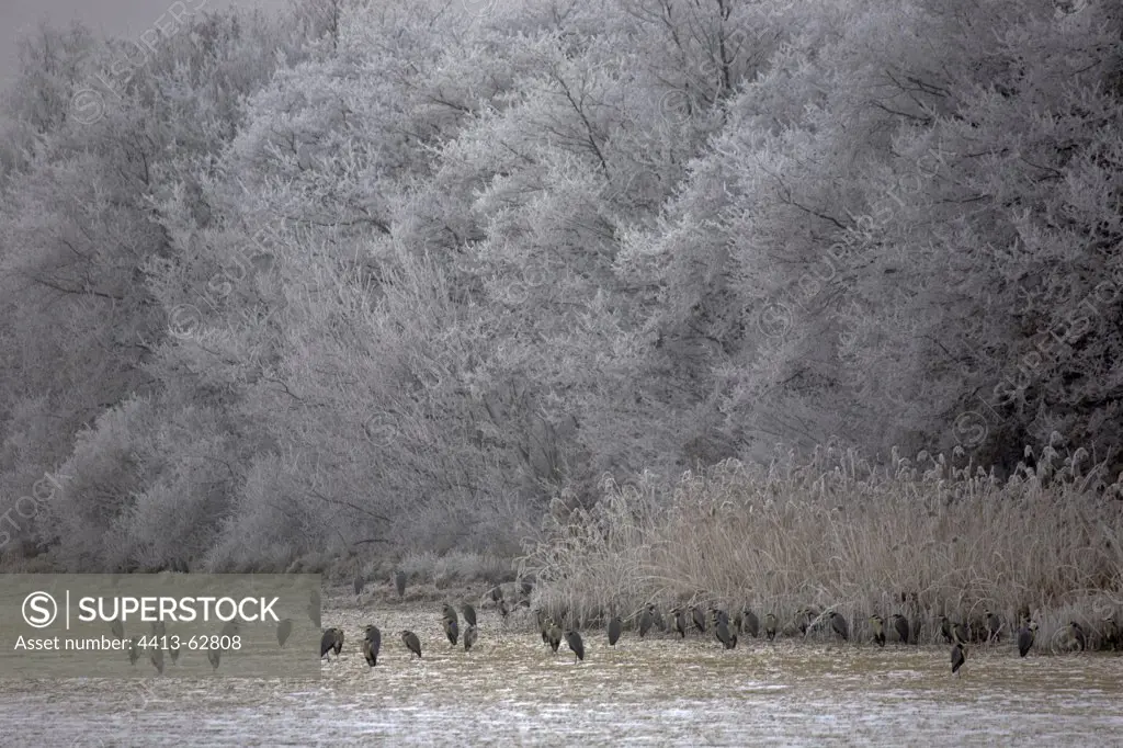 Grey Herons near frozen trees Dombes France