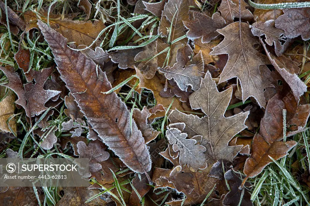 Frozen dead leaves Dombes France